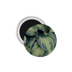 Closeup Photo Of Green Variegated Leaf Plants 1.75  Magnets