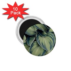 Closeup Photo Of Green Variegated Leaf Plants 1.75  Magnets (10 pack) 