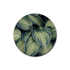 Closeup Photo Of Green Variegated Leaf Plants Rubber Coaster (Round) 