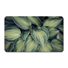 Closeup Photo Of Green Variegated Leaf Plants Magnet (Rectangular)