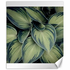 Closeup Photo Of Green Variegated Leaf Plants Canvas 20  x 24 