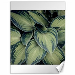 Closeup Photo Of Green Variegated Leaf Plants Canvas 36  x 48 