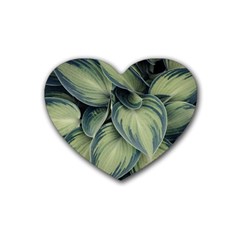 Closeup Photo Of Green Variegated Leaf Plants Rubber Coaster (Heart) 