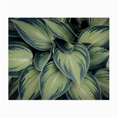 Closeup Photo Of Green Variegated Leaf Plants Small Glasses Cloth (2 Sides)