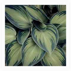 Closeup Photo Of Green Variegated Leaf Plants Medium Glasses Cloth by Pakrebo