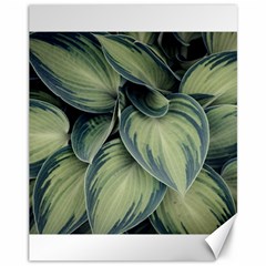 Closeup Photo Of Green Variegated Leaf Plants Canvas 11  X 14  by Pakrebo