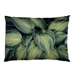 Closeup Photo Of Green Variegated Leaf Plants Pillow Case
