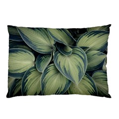 Closeup Photo Of Green Variegated Leaf Plants Pillow Case (Two Sides)