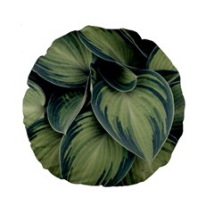 Closeup Photo Of Green Variegated Leaf Plants Standard 15  Premium Round Cushions