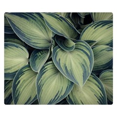 Closeup Photo Of Green Variegated Leaf Plants Double Sided Flano Blanket (Small) 