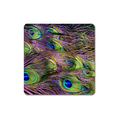 Green Purple And Blue Peacock Feather Digital Wallpaper Square Magnet by Pakrebo