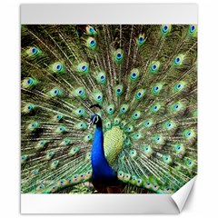 Blue And Green Peacock Canvas 8  X 10  by Pakrebo