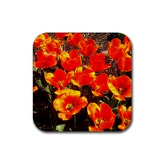 Orange Tulips At The Commons Rubber Coaster (square)  by Riverwoman