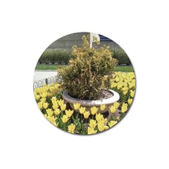 Columbus Commons Yellow Tulips Magnet 3  (round) by Riverwoman