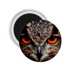 Owl Bird Eyes Eagle Owl Birds 2 25  Magnets by Wegoenart