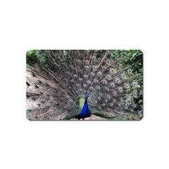 Peacock Bird Feather Plumage Green Magnet (name Card) by Wegoenart
