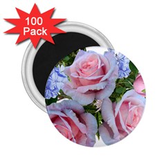Roses Plumbago Flowers Fragrant 2 25  Magnets (100 Pack)  by Pakrebo