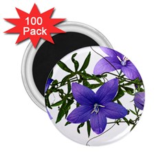 Flowers Blue Campanula Arrangement 2 25  Magnets (100 Pack)  by Pakrebo