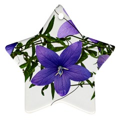 Flowers Blue Campanula Arrangement Star Ornament (two Sides) by Pakrebo