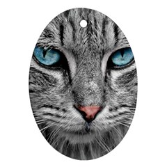 Cat Animal Cat Portrait Mackerel Ornament (oval)