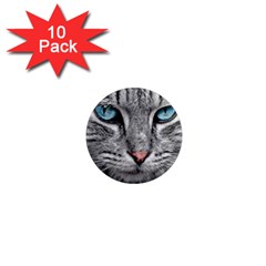 Cat Animal Cat Portrait Mackerel 1  Mini Magnet (10 Pack) 