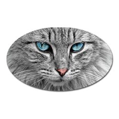 Cat Animal Cat Portrait Mackerel Oval Magnet