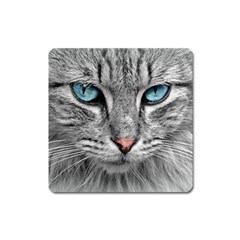 Cat Animal Cat Portrait Mackerel Square Magnet