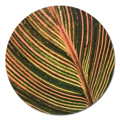 Leaf Patten Lines Colorful Plant Magnet 5  (round) by Simbadda