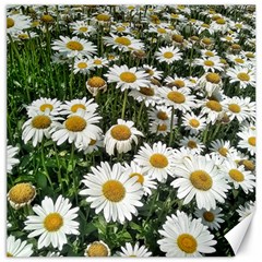 Columbus Commons Shasta Daisies Canvas 12  X 12  by Riverwoman