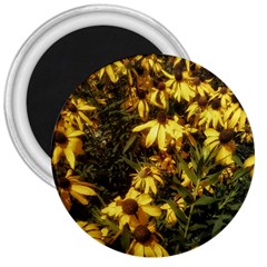 Echinacea paradoxa 3  Magnets