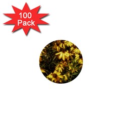 Echinacea paradoxa 1  Mini Buttons (100 pack) 