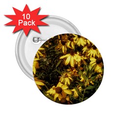 Echinacea paradoxa 2.25  Buttons (10 pack) 