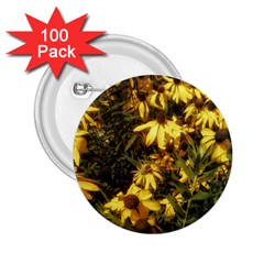 Echinacea paradoxa 2.25  Buttons (100 pack) 