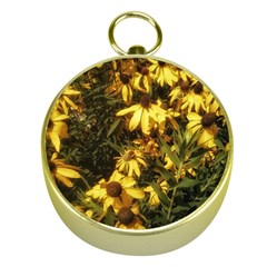 Echinacea paradoxa Gold Compasses