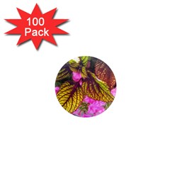 Coleus & Petunia 1  Mini Magnets (100 Pack) 