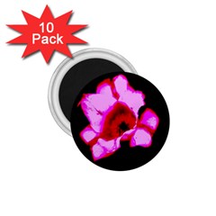 Pink And Red Tulip 1 75  Magnets (10 Pack)  by okhismakingart