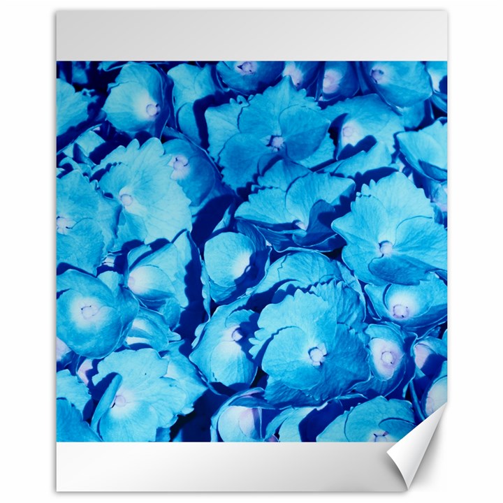 Hydrangea Blue Petals Flower Canvas 11  x 14 