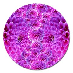 Nature Blossom Plant Flower Purple Petal Bloom Pattern Pollen Pink Flora Flowers Dahlia Design Beaut Magnet 5  (round) by Vaneshart