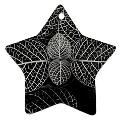 Black And White Plant Leaf Flower Pattern Line Black Monochrome Material Circle Spider Web Design Ornament (star)