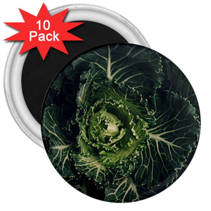 Plant Leaf Flower Green Produce Vegetable Botany Flora Cabbage Macro Photography Flowering Plant 3  Magnets (10 pack) 