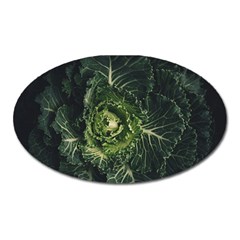 Plant Leaf Flower Green Produce Vegetable Botany Flora Cabbage Macro Photography Flowering Plant Oval Magnet by Vaneshart