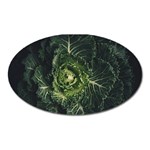 Plant Leaf Flower Green Produce Vegetable Botany Flora Cabbage Macro Photography Flowering Plant Oval Magnet Front