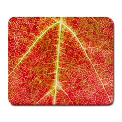 Plant Vineyard Wine Sunlight Texture Leaf Pattern Green Red Color Macro Autumn Circle Vein Sunny  Large Mousepads by Vaneshart