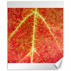 Plant Vineyard Wine Sunlight Texture Leaf Pattern Green Red Color Macro Autumn Circle Vein Sunny  Canvas 16  X 20  by Vaneshart