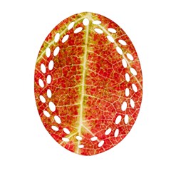 Plant Vineyard Wine Sunlight Texture Leaf Pattern Green Red Color Macro Autumn Circle Vein Sunny  Ornament (oval Filigree) by Vaneshart