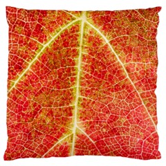 Plant Vineyard Wine Sunlight Texture Leaf Pattern Green Red Color Macro Autumn Circle Vein Sunny  Large Flano Cushion Case (two Sides) by Vaneshart