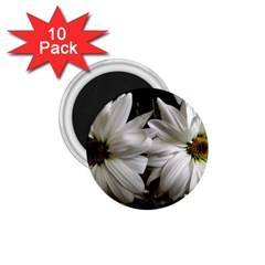 Daisies 1 75  Magnets (10 Pack)  by bestdesignintheworld