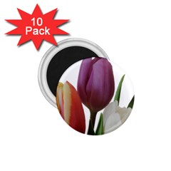 Tulips Spring Bouquet 1 75  Magnets (10 Pack)  by picsaspassion