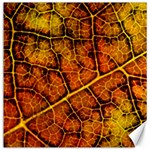 Autumn Leaves Forest Fall Color Canvas 12  x 12  11.4 x11.56  Canvas - 1