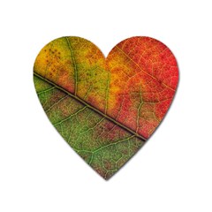 Fall Foliage Color Leaf Veins Heart Magnet by Wegoenart